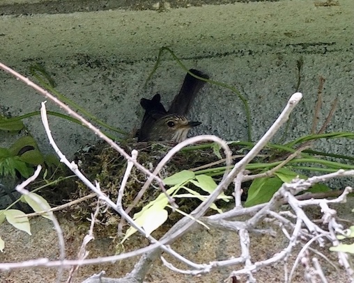 spotted flycatcher